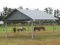 HorseShelter1-1